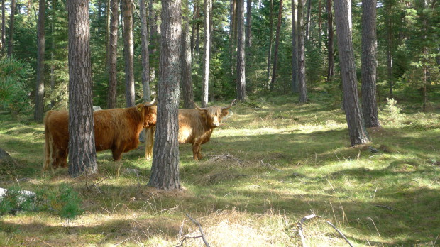 Highland Cattle på Villinge boskapsö